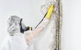 Why You Should Choose Our Mold Remediation Services in Dubuque, IA